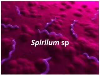 Spirilum sp

 