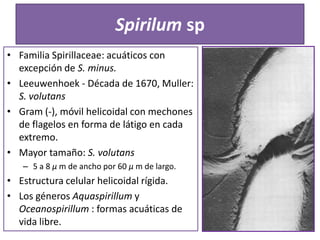 Spirilum sp
• Familia Spirillaceae: acuáticos con
excepción de S. minus.
• Leeuwenhoek - Década de 1670, Muller:
S. volutans
• Gram (-), móvil helicoidal con mechones
de flagelos en forma de látigo en cada
extremo.
• Mayor tamaño: S. volutans
– 5 a 8 μ m de ancho por 60 μ m de largo.

• Estructura celular helicoidal rígida.
• Los géneros Aquaspirillum y
Oceanospirillum : formas acuáticas de
vida libre.

 
