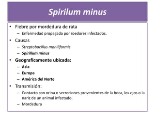 Spirilum minus
• Fiebre por mordedura de rata
– Enfermedad propagada por roedores infectados.

• Causas
– Streptobacillus moniliformis
– Spirillum minus

• Geograficamente ubicada:
– Asia
– Europa
– América del Norte

• Transmisión:
– Contacto con orina o secreciones provenientes de la boca, los ojos o la
nariz de un animal infectado.
– Mordedura

 