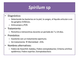 Spirilum sp
• Diagnóstico:
– Detectando las bacterias en la piel, la sangre, el líquido articular o en
los ganglios linfáticos.
– Anticuerpos y PCR.

• Tratamiento
– Penicilina o tetraciclinas durante un período de 7 a 14 días.

• Pronóstico:
– Excelente con un tratamiento oportuno.
– Sin tratamiento  Mortalidad : 25%.

• Nombres alternativos:
– Fiebre de Haverhill; Sodoku; Fiebre estreptobacilar; Eritema artrítico
epidémico; Fiebre espirilar; Estreptobacilosis

 