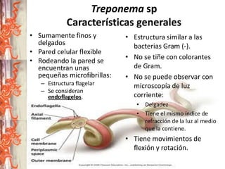 Treponema sp
Características generales
• Sumamente finos y
delgados
• Pared celular flexible
• Rodeando la pared se
encuentran unas
pequeñas microfibrillas:
– Estructura flagelar
– Se consideran
endoflagelos.

• Estructura similar a las
bacterias Gram (-).
• No se tiñe con colorantes
de Gram.
• No se puede observar con
microscopía de luz
corriente:
• Delgadez
• Tiene el mismo índice de
refracción de la luz al medio
que la contiene.

• Tiene movimientos de
flexión y rotación.

 