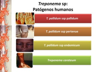 Treponema sp:
Patógenos humanos
T. pallidum ssp pallidum

T. pallidum ssp pertenue

T. pallidum ssp endemicum

Treponema carateum

 