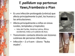 T. pallidum ssp pertenue
Yaws,Frambesia o Pian
• Es una infección prolongada (crónica) que
afecta principalmente la piel, los huesos y
las articulaciones.
• Afecta principalmente a niños en áreas
rurales, templadas y tropicales:
– Islas del Caribe, América Latina, África
occidental, India y el sudeste de Asia.

• Transmisión: contacto directo con lesiones
cutáneas de personas infectadas.
• Infección – 2 a 4 sem - úlcera “buba
madre”.

 