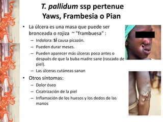 T. pallidum ssp pertenue
Yaws, Frambesia o Pian
• La úlcera es una masa que puede ser
bronceada o rojiza ~ "frambuesa" :
– Indolora: SÍ causa picazón.
– Pueden durar meses.
– Pueden aparecer más úlceras poco antes o
después de que la buba madre sane (rascado de
piel).
– Las úlceras cutáneas sanan

• Otros síntomas:
– Dolor óseo
– Cicatrización de la piel
– Inflamación de los huesos y los dedos de las
manos

 