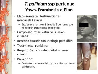 T. pallidum ssp pertenue
Yaws, Frambesia o Pian
• Etapa avanzada: desfiguración e
incapacidad graves
– Esto ocurre hasta en 1 de cada 5 personas que
no reciben tratamiento antibiótico.

• Campo oscuro: muestra de la lesión
cutánea.
• Reacción cruzada con serología para sífilis.
• Tratamiento: penicilina
• Reaparición de la enfermedad es poco
común.
• Prevención:
– Contactos : examen físico y tratamiento si tiene
la infección.

 