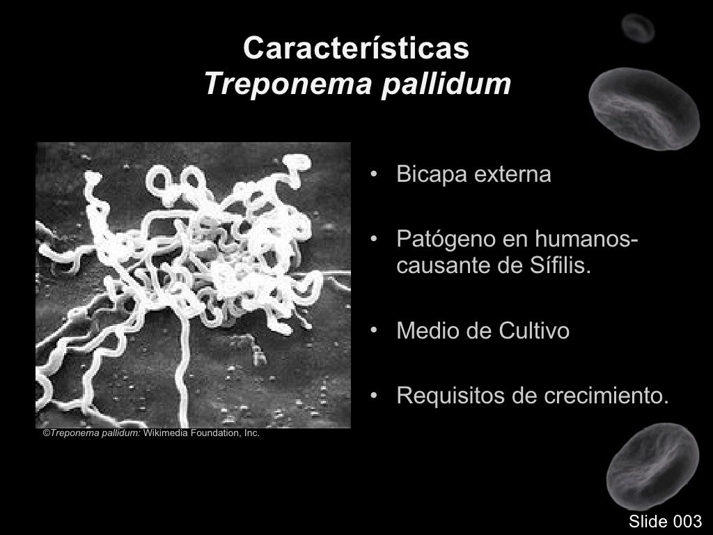 Treponema Pallidum