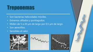 Treponemas
• Son bacterias helicoidales móviles.
• Extremos afilados y puntiagudos.
• Miden de 5 a 20 µm de largo por 0,5 µm de largo.
• Son aereofilos.
• Sensibles al calor.
 