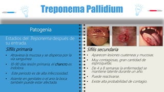 Treponema Pallidium
Patogenia
Estadios del Treponema después de
su entrada.
Sífilis primaria
• Atraviesa la mucosa y se dispersa por la
vía sanguínea
• 10-90 días lesión primaria, el chancro es
indolora.
• Este periodo es de alta infecciosidad.
• Asiente en genitales o el ano la boca
también puede estar afectada.
Sífilis secundaria
• Aparecen lesiones cuateneas y mucosas.
• Muy contagiosas, gran cantidad de
espiroquetas.
• De 4 a 8 semanas la enfermedad se
mantiene latente durante un año.
• Puede reactivarse.
• Existe alta probabilidad de contagio.
 