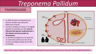 FISIOPATOLOGÍA
Treponema Pallidum
• La sífilis terciaria se caracteriza por
lesiones focales cuya ubicación
determina la lesión.
• Los focos aislados en hueso o en hígado
pueden ser pasados por alto, pero la
infección del aparato cardiovascular o
del sistema nervioso puede ser
devastadora.
• La demencia progresiva o la rotura de
un aneurisma aórtico son dos de los
muchos resultados letales de la sífilis
no tratada.
John C. Sherris, James J. Champoux, PHD, Frederick C. Neidhardt,PHD, W.Lawrance Drew, MD. PHD, James.Plorde, MD. 2004. MICROBIOLOGÍA MÉDICA
 