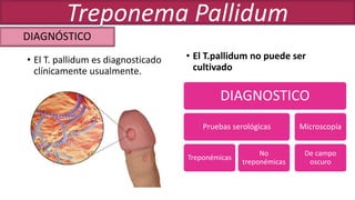 • El T. pallidum es diagnosticado
clínicamente usualmente.
• El T.pallidum no puede ser
cultivado
DIAGNOSTICO
Pruebas serológicas
Treponémicas
No
treponémicas
Microscopía
De campo
oscuro
DIAGNÓSTICO
Treponema Pallidum
 