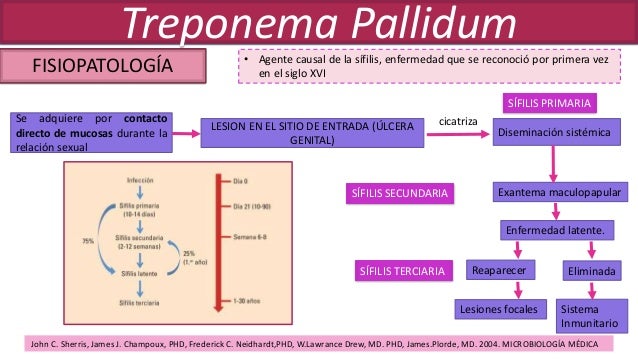 Ciclo De Vida De Treponema Pallidum