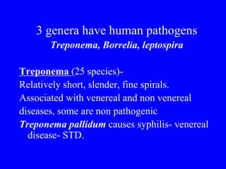 Treponema Rash Treponema_pallidum.ppt