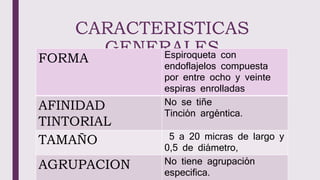 CARACTERISTICAS
GENERALES
FORMA Espiroqueta con
endoflajelos compuesta
por entre ocho y veinte
espiras enrolladas
AFINIDAD
TINTORIAL
No se tiñe
Tinción argéntica.
TAMAÑO 5 a 20 micras de largo y
0,5 de diámetro,
AGRUPACION No tiene agrupación
especifica.
 