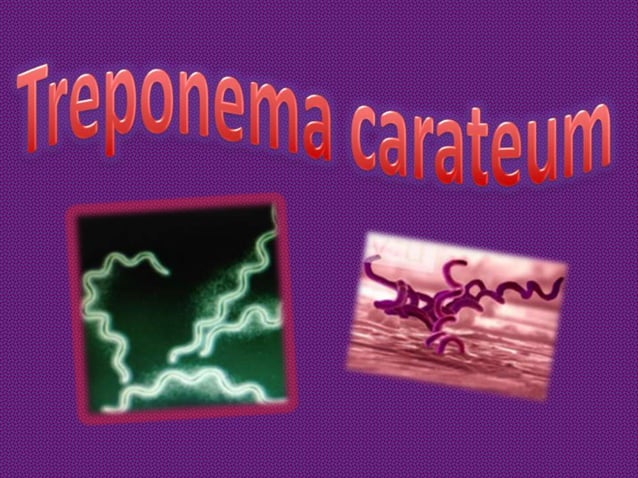 Treponema Rash Treponema pallidum subespecie pertenue | PPTX | Medical Health