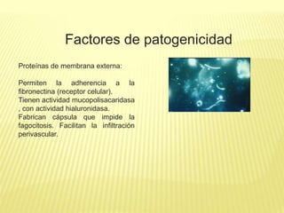 Factores de patogenicidad
Proteínas de membrana externa:
Permiten la adherencia a la
fibronectina (receptor celular).
Tienen actividad mucopolisacaridasa
, con actividad hialuronidasa.
Fabrican cápsula que impide la
fagocitosis. Facilitan la infiltración
perivascular.
 