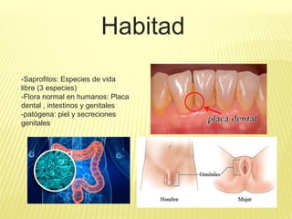 Habitad
-Saprofitos: Especies de vida
libre (3 especies)
-Flora normal en humanos: Placa
dental , intestinos y genitales
-patógena: piel y secreciones
genitales
 
