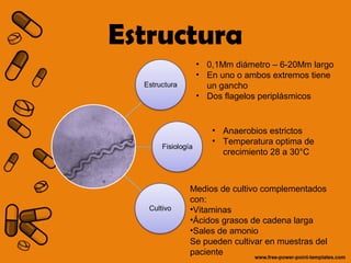 Estructura 
• 0,1Mm diámetro – 6-20Mm largo 
• En uno o ambos extremos tiene 
un gancho 
• Dos flagelos periplásmicos 
• Anaerobios estrictos 
• Temperatura optima de 
crecimiento 28 a 30°C 
Medios de cultivo complementados 
con: 
•Vitaminas 
•Ácidos grasos de cadena larga 
•Sales de amonio 
Se pueden cultivar en muestras del 
paciente 
 