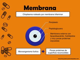 Membrana 
Citoplasma rodeado por membrana trilaminar 
Periplasto 
Peptidoglucano 
Membrana externa con 
lipopolisacárido, fosfolipidos 
y muy pocas proteínas 
expuestas 
Microorganismo furtivo Pocas proteínas de 
superficie reconocibles 
 