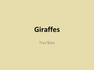 Giraffes Tres’Bien 