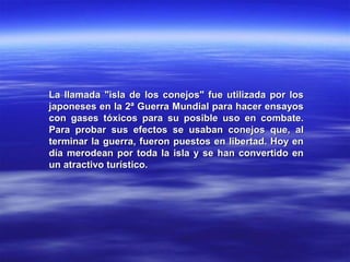 La llamada "isla de los conejos" fue utilizada por losLa llamada "isla de los conejos" fue utilizada por los
japoneses en la 2ª Guerra Mundial para hacer ensayosjaponeses en la 2ª Guerra Mundial para hacer ensayos
con gases tóxicos para su posible uso en combate.con gases tóxicos para su posible uso en combate.
Para probar sus efectos se usaban conejos que, alPara probar sus efectos se usaban conejos que, al
terminar la guerra, fueron puestos en libertad. Hoy enterminar la guerra, fueron puestos en libertad. Hoy en
día merodean por toda la isla y se han convertido endía merodean por toda la isla y se han convertido en
un atractivo turístico.un atractivo turístico.
 