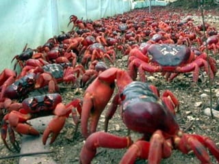 Tres islas especiales