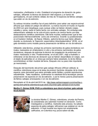 madurados y fertilizados in vitro. Estableció el programa de clonación de gatos
salvajes, utilizando la técnica de clonación inter-especie y un banco de
germoplasma, el cual contiene células de más de 10 especies de felinos salvajes
que están en vía de extinción.
Su exitosa iniciativa científica fue el paso definitivo para salvar una especie animal
africana que estaba en peligro de extinción. La noticia recorrió el mundo en Agosto
de 2004 con gran despliegue, pues aunque antes se habían clonado ovejas,
caballos y vacas, nadie lo había hecho con animales salvajes. Sin embargo este
extraordinario adelanto no ha sido el único aporte a la ciencia hecho por esta
destacadísima científica colombiana. Ella tiene muchas realizaciones que la han
posicionado internacionalmente como una eminencia. Durante su postdoctorado
en el Audubon Institute, de Nueva Orleáns, aplicó la técnica que había utilizado
durante su doctorado, la “Inyección espermática intracitoplasmática” (ICSI), en el
gato doméstico como modelo para la preservación de felinos en vía de extinción.
Utilizando esta técnica, produjo los primeros nacimientos de gatos domésticos con
óvulos madurados en el laboratorio in vitro y los primeros nacimientos de gatos
domésticos, después de optimizar la técnica de congelación de embriones con
óvulos madurados in vitro. Posteriormente, en el año 2001, viajó a Australia a
entrenarse en las técnicas de clonación que se habían desarrollado en ovejas, con
el objeto de aplicarlas en un área que siempre había estudiado, la de los felinos,
convirtiéndose en líder mundial del tema. Después vino su paso más importante
ya mencionado.
Después del nacimiento del primer gato salvaje Africano (African wildcat), la
científica colombiana sigue en la tarea de producir hembras clonadas de la misma
especie, para demostrar que estos animales serán fértiles y podrán reproducirse
naturalmente. Tales resultados, confirmarían la viabilidad de la tecnología para la
preservación de especies en vía de extinción, o por lo menos para la preservación
de felinos salvajes amenazados ó en vía de extinción.
Recopilado el 18 de abril del 2015 de : http://www.verbienmagazin.com/martha-c-
gomez-dvm-phd-la-colombiana-que-clono-el-primer-gato-salvaje-en-el-mundo/
Martha C. Gómez DVM. PhD La colombiana que clonó el primer gato salvaje
en el mundo
La doctora Martha C. Gómez, colombiana, oriunda de Pereira,
es considerada una autoridad mundial en clonación. Como
investigadora y científica, mediante este proceso, ha salvado
especies de gatos salvajes (africanos) que estaban en vía de
extensión. A nivel mundial sus logros son ampliamente
calificados, en Colombia muy pocos saben de ella.
 