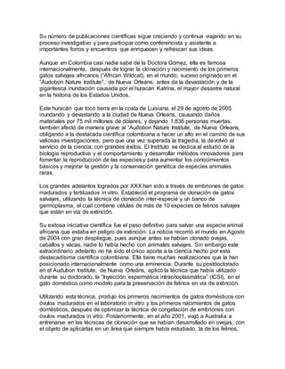 Su número de publicaciones científicas sigue creciendo y continua viajando en su
proceso investigativo y para participar como conferencista y asistente a
importantes forros y encuentros que enriquecen y refrescan sus ideas.
Aunque en Colombia casi nadie sabe de la Doctora Gómez, ella es famosa
internacionalmente, después de lograr la clonación y nacimiento de los primeros
gatos salvajes africanos (“African Wildcat), en el mundo; suceso originado en el
“Audobon Nature Institute”, de Nueva Orleans, antes de la devastación y de la
gigantesca inundación causada por el huracán Katrina, el mayor desastre natural
en la historia de los Estados Unidos.
Este huracán que tocó tierra en la costa de Luisiana, el 29 de agosto de 2005
inundando y devastando a la ciudad de Nueva Orleans, causando daños
materiales por 75 mil millones de dólares, y dejando 1.836 personas muertas,
también afectó de manera grave al “Audobon Nature Institute, de Nueva Orleans,
obligando a la destacada científica colombiana a hacer un alto en el camino de sus
valiosas investigaciones, pero que una vez superada la tragedia, la devolvió al
servicio de la ciencia, con grandes éxitos. El Instituto se dedica al estudio de la
biología reproductiva y el comportamiento y desarrollar métodos innovadores para
fomentar la reproducción de las especies y para aumentar los conocimientos
básicos y mejorar la gestión y la conservación genética de especies animales
raras.
Los grandes adelantos logrados por XXX han sido a través de embriones de gatos
madurados y fertilizados in vitro. Estableció el programa de clonación de gatos
salvajes, utilizando la técnica de clonación inter-especie y un banco de
germoplasma, el cual contiene células de más de 10 especies de felinos salvajes
que están en vía de extinción.
Su exitosa iniciativa científica fue el paso definitivo para salvar una especie animal
africana que estaba en peligro de extinción. La noticia recorrió el mundo en Agosto
de 2004 con gran despliegue, pues aunque antes se habían clonado ovejas,
caballos y vacas, nadie lo había hecho con animales salvajes. Sin embargo este
extraordinario adelanto no ha sido el único aporte a la ciencia hecho por esta
destacadísima científica colombiana. Ella tiene muchas realizaciones que la han
posicionado internacionalmente como una eminencia. Durante su postdoctorado
en el Audubon Institute, de Nueva Orleáns, aplicó la técnica que había utilizado
durante su doctorado, la “Inyección espermática intracitoplasmática” (ICSI), en el
gato doméstico como modelo para la preservación de felinos en vía de extinción.
Utilizando esta técnica, produjo los primeros nacimientos de gatos domésticos con
óvulos madurados en el laboratorio in vitro y los primeros nacimientos de gatos
domésticos, después de optimizar la técnica de congelación de embriones con
óvulos madurados in vitro. Posteriormente, en el año 2001, viajó a Australia a
entrenarse en las técnicas de clonación que se habían desarrollado en ovejas, con
el objeto de aplicarlas en un área que siempre había estudiado, la de los felinos,
 
