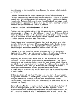 convirtiéndose en líder mundial del tema. Después vino su paso más importante
ya mencionado.
Después del nacimiento del primer gato salvaje Africano (African wildcat), la
científica colombiana sigue en la tarea de producir hembras clonadas de la misma
especie, para demostrar que estos animales serán fértiles y podrán reproducirse
naturalmente. Tales resultados, confirmarían la viabilidad de la tecnología para la
preservación de especies en vía de extinción, o por lo menos para la preservación
de felinos salvajes amenazados ó en vía de extinción.
El Katrina conspiró contra ella y contra sus gatos
Siguiendo en esta dirección, ella logró dar vida a cinco hembras clonadas, dos de
las cuales apareó al llegar a la pubertad (unos 10 meses), con “Ditteaux”, el primer
macho que había clonado. Las dos gatas salvajes quedaron preñadas y de ellas
obtuvo el nacimiento de ocho nuevos gatos salvajes Africanos. Tanto los animales
clonados como sus hijos están vivos y saludables.
Desafortunadamente después del “Huracán Katrina”, la gran mayoría de estos
animales debieron ser enviados a diferentes zoológicos de los Estados Unidos
debido a que en su centro de investigación de New Orleans, afrontaron serias
dificultades para mantenerlos: El Katrina conspiró contra sus gatos.
Después de muchas diligencias, trámites y papeleos, la doctora Gómez y su
equipo científico lograron que les devolvieran algunos de los felinos clonados y
sus hijos, pudiendo con ello continuar con sus análisis de longevidad.
Según algunos estudios con que analizaron el “DNA mitocondrial” del gato
doméstico y también del gato salvaje africano, la Doctora Gómez y sus colegas
establecieron que el gato doméstico evolucionó a partir del gato salvaje Africano, y
por lo tanto, ambas especies son muy cercanas filogenéticamente. Lo anterior les
llevó a plantearse la idea tener que demostrar que la tecnología del clonaje se
podía aplicarse exitosamente en otros gatos salvajes que no fueran
filogenéticamente tan cercanos al gato doméstico, pero que todavía compartieran
el género “Felis”.
En tales condiciones, la científica Colombia y sus compañeros de investigación
escogieron al “sand cat”, (“Felis Margarita”), como la especie a clonar. Este gato
salvaje que es uno de los felinos más pequeños, resultó el ideal para le
procedimiento. Este animal vive en el norte del Africa y de la península Arábica, al
oeste del mar Caspio.
Como la Doctora Martha y su equipo no tenían ningún “sand cat”, contactaron al
zoológico de Birgmingham, (ciudad, en West Midlands, Inglaterra), donde
accedieron a enviarles muestra de piel de dos de sus especímenes machos. Una
vez lograda este importante gestión, nuestra destacada científica y su grupo de
 