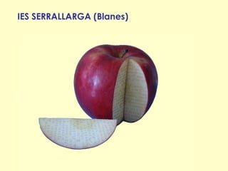 IES SERRALLARGA (Blanes)