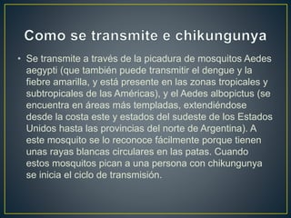 • Se transmite a través de la picadura de mosquitos Aedes 
aegypti (que también puede transmitir el dengue y la 
fiebre amarilla, y está presente en las zonas tropicales y 
subtropicales de las Américas), y el Aedes albopictus (se 
encuentra en áreas más templadas, extendiéndose 
desde la costa este y estados del sudeste de los Estados 
Unidos hasta las provincias del norte de Argentina). A 
este mosquito se lo reconoce fácilmente porque tienen 
unas rayas blancas circulares en las patas. Cuando 
estos mosquitos pican a una persona con chikungunya 
se inicia el ciclo de transmisión. 
 