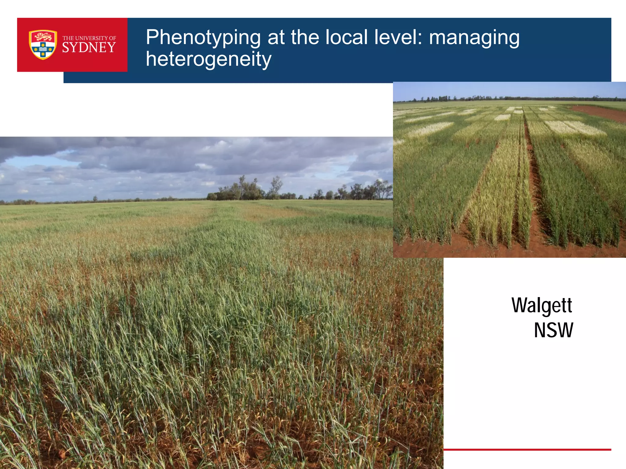 Phenotyping at the local level: managing
heterogeneity
Walgett
NSW
 