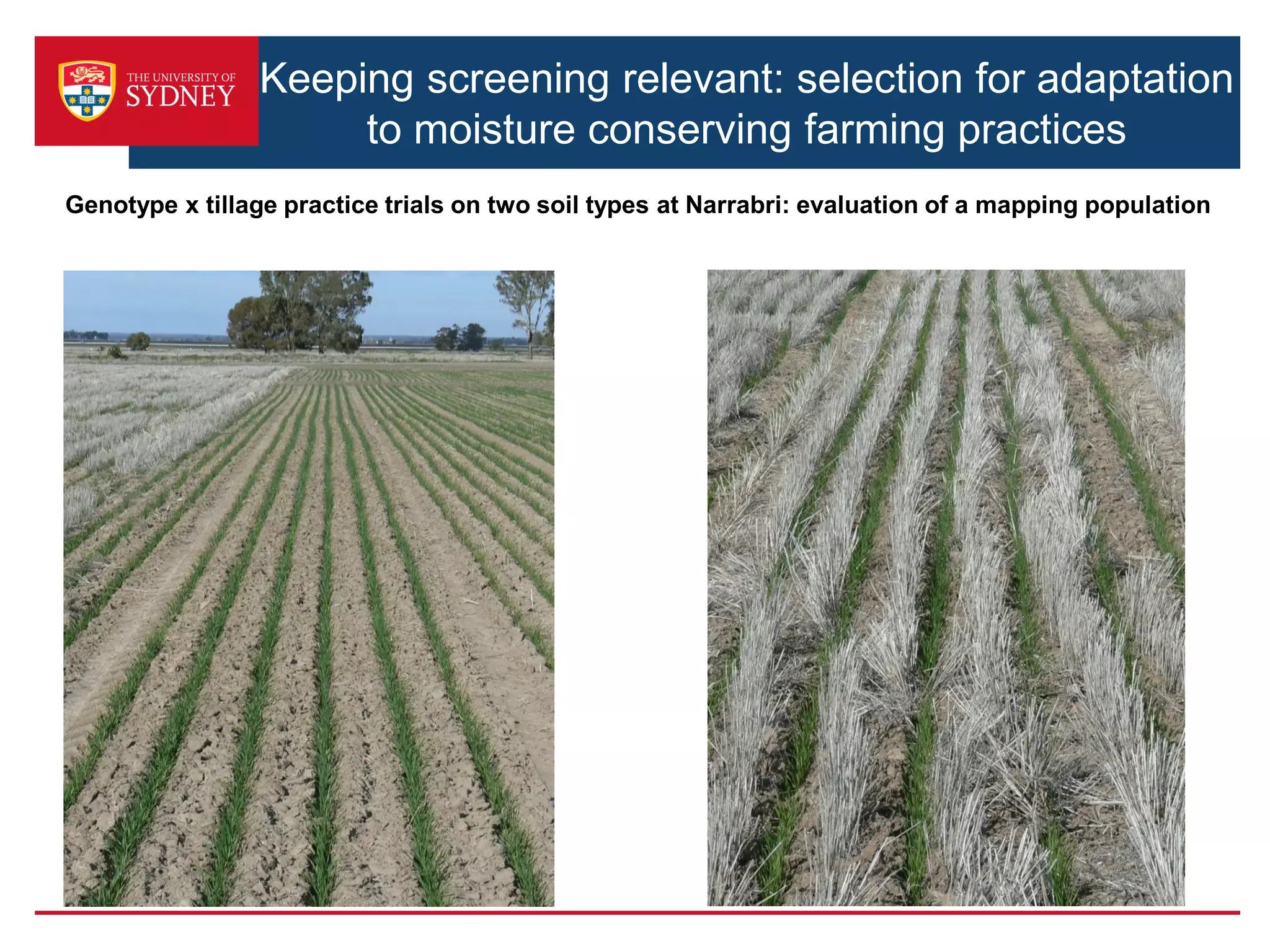 Genotype x tillage practice trials on two soil types at Narrabri: evaluation of a mapping population
Keeping screening relevant: selection for adaptation
to moisture conserving farming practices
 