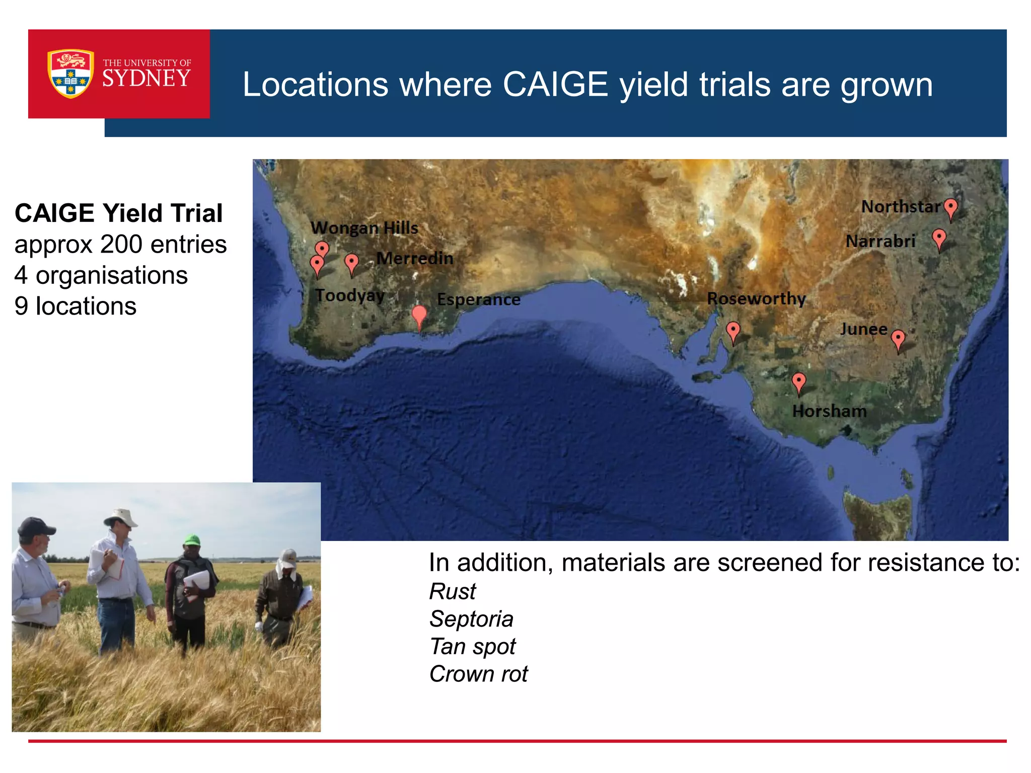 Locations where CAIGE yield trials are grown
CAIGE Yield Trial
approx 200 entries
4 organisations
9 locations
In addition, materials are screened for resistance to:
Rust
Septoria
Tan spot
Crown rot
 