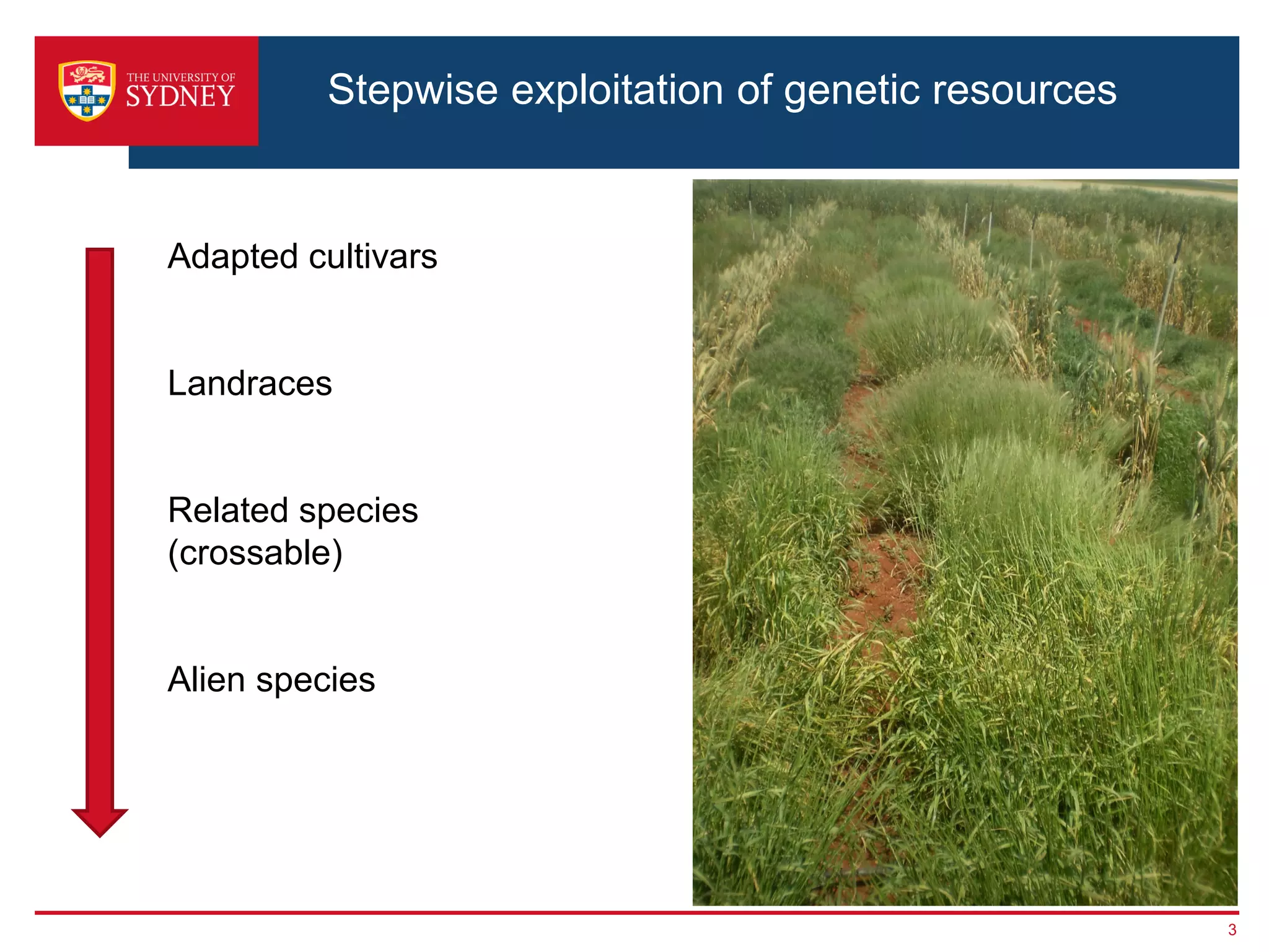3
Stepwise exploitation of genetic resources
Adapted cultivars
Landraces
Related species
(crossable)
Alien species
 