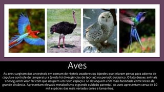 Aves
As aves surgiram dos ancestrais em comum de répteis voadores ou bípedes que criaram penas para adorno de
cópula e controle de temperatura (ainda há divergências de teorias) no período Jurássico. O fato desses animais
conseguirem voar faz com que ocupem um novo espaço e se desloquem com mais facilidade entre locais de
grande distância. Apresentam elevado metabolismo e grande cuidado parental. As aves apresentam cerca de 10
mil espécies das mais variadas cores e tamanhos.
 