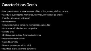 Características Gerais
• Pele queratinizada e anexos como: pêlos, unhas, cascos, chifres, cornos...
• Glândulas sudoríparas, mamárias, lacrimais, sebáceas e de cheiro.
• Pulmões alveolares (eficiente)
• Homeotermos
• Circulação dupla e completa (hemáceas anucleadas)
• Ânus separado da abertura urogenital
• Excreta uréia
• Órgãos copulatórios e fecundação interna
• Desenvolvimento direto
• Cuidado parental
• Fêmeas passam por ciclos (cio)
• Novidade evolutiva: útero e placenta
 