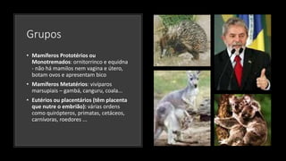 Grupos
• Mamíferos Prototérios ou
Monotremados: ornitorrinco e equidna
- não há mamilos nem vagina e útero,
botam ovos e apresentam bico
• Mamíferos Metatérios: vivíparos
marsupiais – gambá, canguru, coala...
• Eutérios ou placentários (têm placenta
que nutre o embrião): várias ordens
como quirópteros, primatas, cetáceos,
carnívoras, roedores ...
 