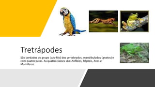 Tretrápodes
São cordados do grupo (sub-filo) dos vertebrados, mandibulados (gnatos) e
com quatro patas. As quatro classes são: Anfíbios, Répteis, Aves e
Mamíferos.
 