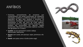 ANFÍBIOS
• Evoluíram, provavelmente, de ancestrais que
compartilharam com peixes pulmonados de nadadeiras
articuladas, invadiram o ambiente terrestre, mas ainda
dependem da água (fase aquática e terrestre). As
barbatanas articuladas desenvolveram-se em pernas
locomotoras e hoje são cerca de 4.500 espécies.
Geralmente vivem em regiões quentes (tropicais), mas
também são encontrados em algumas regiões
temperadas. Não foram encontradas espécies marinhas.
São agrupados em 3 ordens:
 Urodela: os que apresentam cauda e cabeça
diferenciada: salamandra
 Anuros: sem cauda, sem pescoço: sapos, pererecas e rãs
(90%)
 Ápode: sem patas como a Cecília (cobra-cega)
 