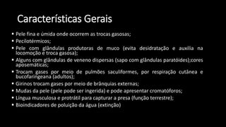 Características Gerais
 Pele fina e úmida onde ocorrem as trocas gasosas;
 Pecilotérmicos;
 Pele com glândulas produtoras de muco (evita desidratação e auxilia na
locomoção e troca gasosa);
 Alguns com glândulas de veneno dispersas (sapo com glândulas paratóides);cores
aposemáticas;
 Trocam gases por meio de pulmões saculiformes, por respiração cutânea e
bucofaringeana (adultos);
 Girinos trocam gases por meio de brânquias externas;
 Mudas da pele (pele pode ser ingerida) e pode apresentar cromatóforos;
 Língua musculosa e protrátil para capturar a presa (função terrestre);
 Bioindicadores de poluição da água (extinção)
 