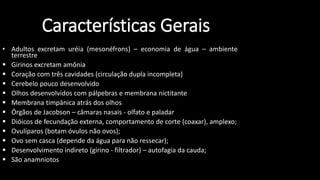 Características Gerais
• Adultos excretam uréia (mesonéfrons) – economia de água – ambiente
terrestre
 Girinos excretam amônia
 Coração com três cavidades (circulação dupla incompleta)
 Cerebelo pouco desenvolvido
 Olhos desenvolvidos com pálpebras e membrana nictitante
 Membrana timpânica atrás dos olhos
 Órgãos de Jacobson – câmaras nasais - olfato e paladar
 Dióicos de fecundação externa, comportamento de corte (coaxar), amplexo;
 Ovulíparos (botam óvulos não ovos);
 Ovo sem casca (depende da água para não ressecar);
 Desenvolvimento indireto (girino - filtrador) – autofagia da cauda;
 São anamniotos
 
