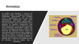 Amniotos
Os anfíbios são limitados a viverem em
ambientes úmidos. Ao longo da evolução os
vertebrados desenvolvem uma proteção
contra a desidratação. Um ovo com casca
relativamente impermeável. Além disso,
desenvolveram pele áspera impermeável e
rins que excretam urina concentrada, assim,
puderam se distribuir amplamente pelo
ambiente terrestre. O ovo amnioto apresenta
casca calcificada impermeável à água, mas
permite a passagem de gases, portanto não
necessita de ambiente úmido. Dentro da
casca aparecem membranas que protegem o
embrião e auxiliam na sua manutenção, são
elas: âmnio, córion e alantóide. A gema é o
material nutritivo para o desenvolvimento do
embrião até o momento da eclosão do ovo.
Os amniotos são os répteis, aves e
mamíferos.
 