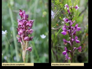 Orquídea (Orchis coriophora) Orquídea (Orchis morio)
 