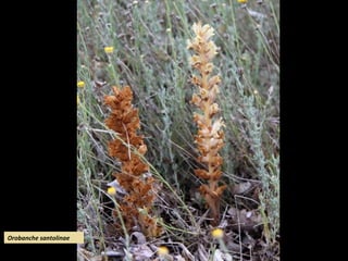 Orobanche santolinae
 