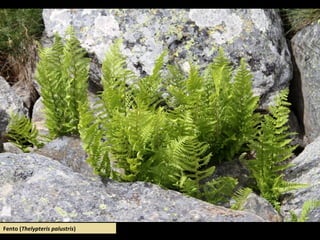 Fento (Thelypteris palustris)
 