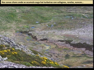 Nas zonas chans onde se acumula auga hai turbeiras con esfagnos, rorelas, xuncos…
 