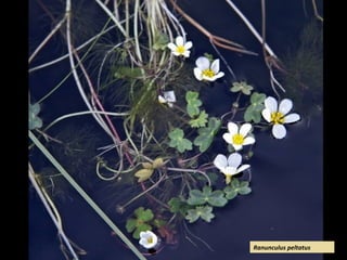 Ranunculus peltatus
 