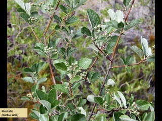 Mostallo
(Sorbus aria)
 