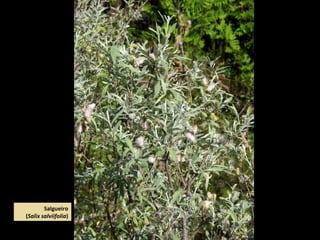 Salgueiro
(Salix salviifolia)
 