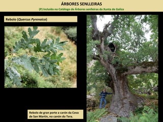 ÁRBORES SENLLEIRAS
(P) Incluída no Catálogo de Árbores senlleiras da Xunta de Galiza
Rebolo de gran porte a carón da Cova
de San Martín, no canón do Tera.
Rebolo (Quercus Pyrenaica)
 